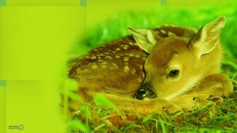 Deer Wallpaper Mule Whitetail