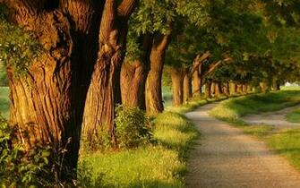 Path HD Wallpaper Background Image Id