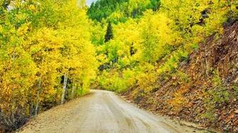 Golden Trees Wallpaper