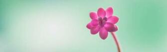 Huge Wallpaper Bundles Windows Official Flower
