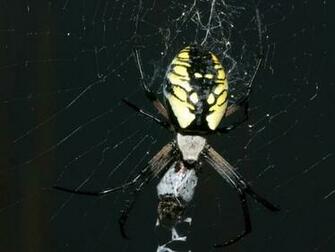 Black And Yellow Wallpaper Pictures
