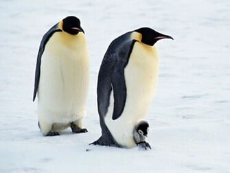 Cute Penguin Wallpaper High Definition