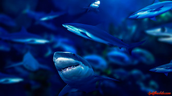 Shark Wallpaper