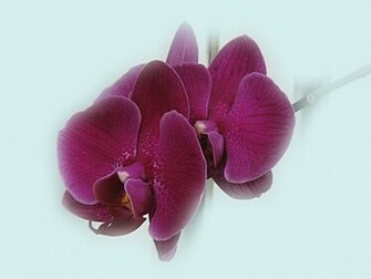 Purple Orchids Couple Wallpaper