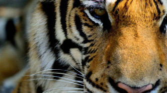 4k Wallpaper For Pc Tiger Png