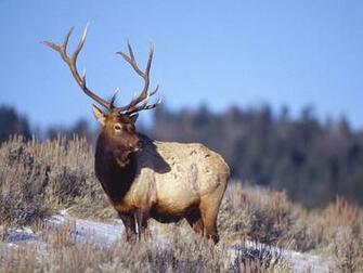 Elk Wallpaper HD