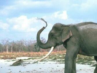 Lovely Elephants In Amazing 7art Screensavers Slide Show Screensaver
