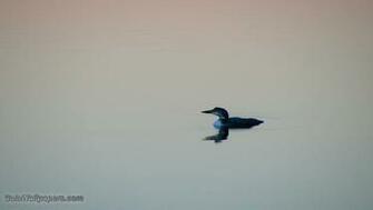 Loon Wallpaper