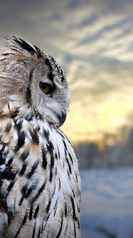 Owl iPhone Wallpaper Top Background