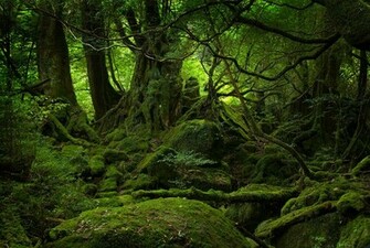 Arc Rose Studios Personality Environment Type The Forest