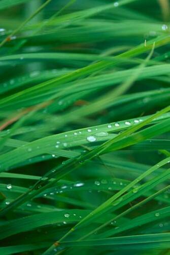 Best Nature iPhone Wallpaper I Phones Apple