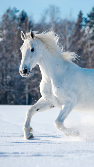 A White Horse Running Through The Snow Wallpaper