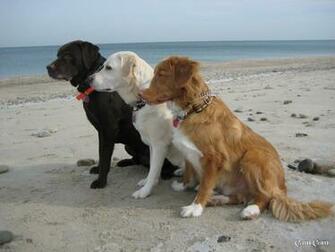 Sfondi Desktop Di Cani Da Scaricare Gratis Per Windows E Mac Pg
