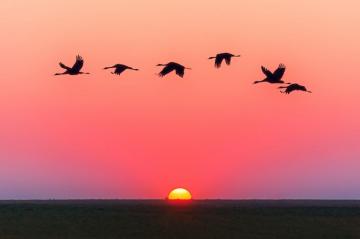 Contrast Birds At Sunset HD Wallpaper