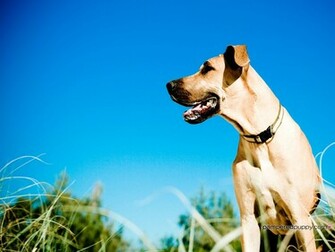 Great Dane And Blue Sky Doggy Desktops