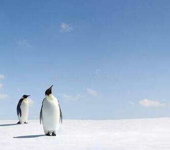 Emperor Penguins Two One In Background Looking