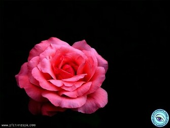 Black And Pink Roses Wallpaper Rose With