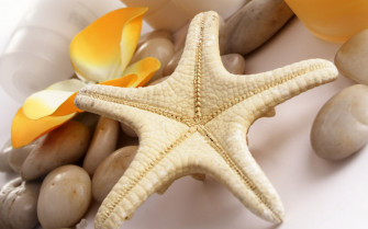 Serene Still Life Wallpaper