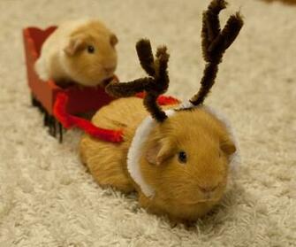 The Daily Cute On Third Day Of Cutemas