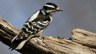 Woodpecker Wallpaper