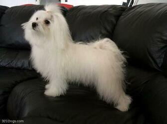 Maltese Photo