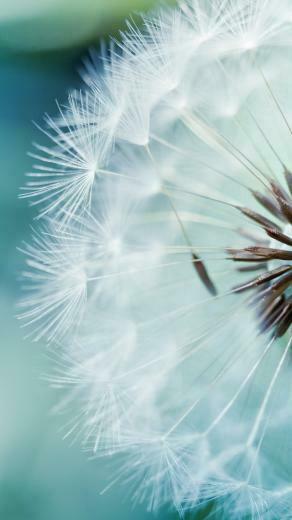 Dandelion Flower iPhone 5s Wallpaper