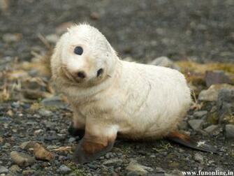 Seal Wallpaper Cute And Giant Seals HD
