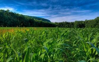 Genetically Modified Organisms Panama And The World