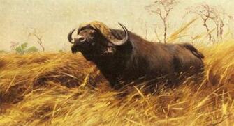 Buffalo Best Full Wallpaper Desktop Background For HD