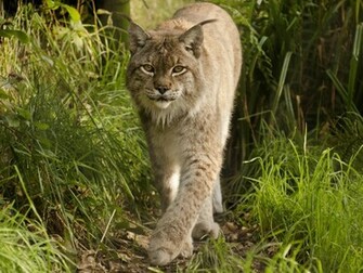 Lynx Wallpaper HD Pictures Image Background