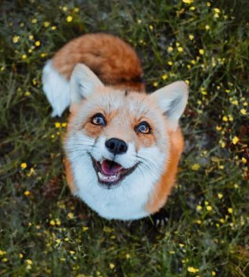 Juniper Fox Drink Water From The Spring Where Horses