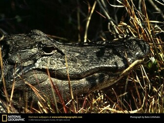 Wallpaper Collections Alligator Background