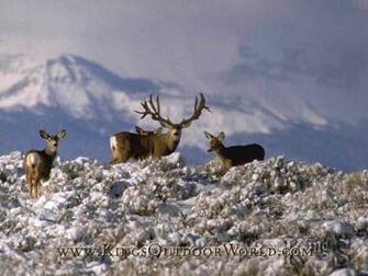 Mule Deer Wallpaper