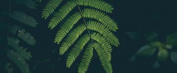 Wallpaper Green Nature Plants Conorthearchitect