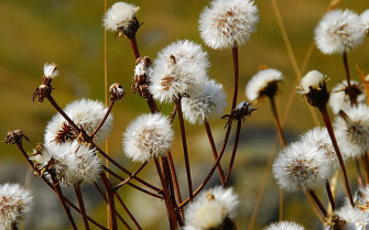 Amazing Wildflower Wallpaper Samsung