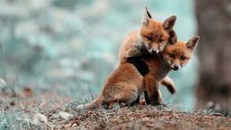 Baby Fox Wallpaper