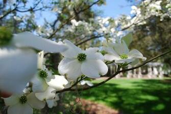 Close Up Dogwood Spring Flower Wallpaper