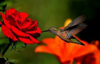 Hummingbird HD Wallpaper High Definition