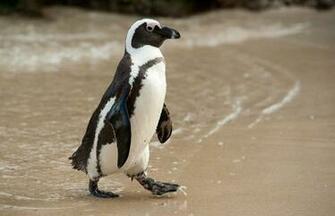 African Penguin Wallpaper