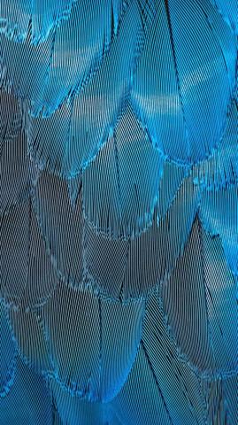 Wallpaper Feathers Blue Iridescent Macro