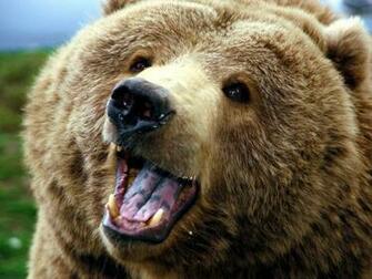 Bear Wallpaper Background Theme Desktop