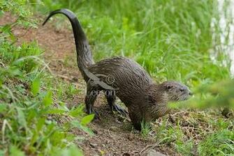 The River Otter Interesting Sea Animal Wildlife