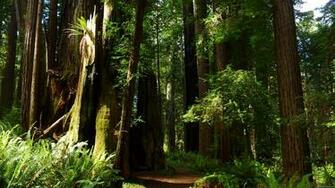 Mlewallpaper Redwoods And Ferns