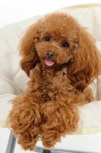 Poodles Wallpaper Cuddly Poodle By Bubupoodle