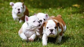 Bulldog Playing Football Wallpaper Pc Wallpaperlepi