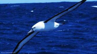 Albatross Wallpaper And Background Image Net