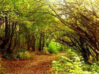 HD Wallpaper Sherwood Forest X Kb Jpeg