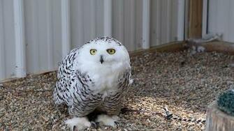 Bald Eagles Owls And Other Birds Rehabilitated At Illinois Raptor