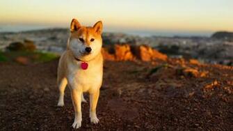 Wallpaper Dog Akita Inu Grass Walk