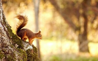 Squirrel Wallpaper HD